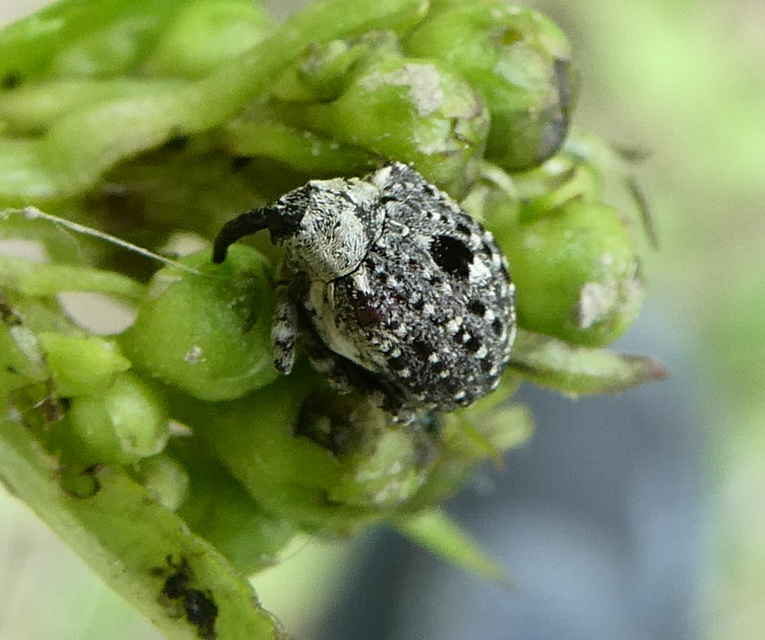 Cionus scrophulariae - görvélyfű-gömbormányos