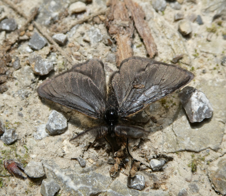 Pentophera morio - réti gyapjaslepke