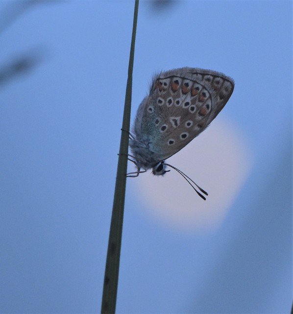 Polyommatus icarus - közönséges boglárka