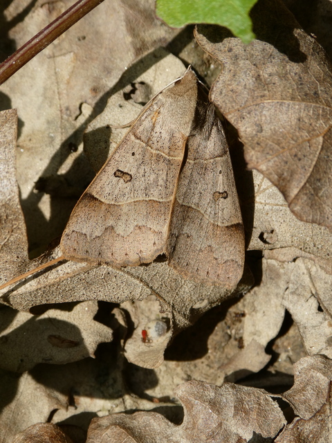 Minucia lunaris - nagy foltosbagoly