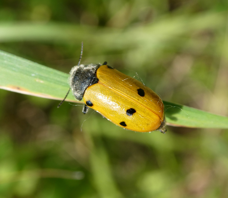 Lachnaia sexpunctata - szőrösnyakú zsákhordóbogár