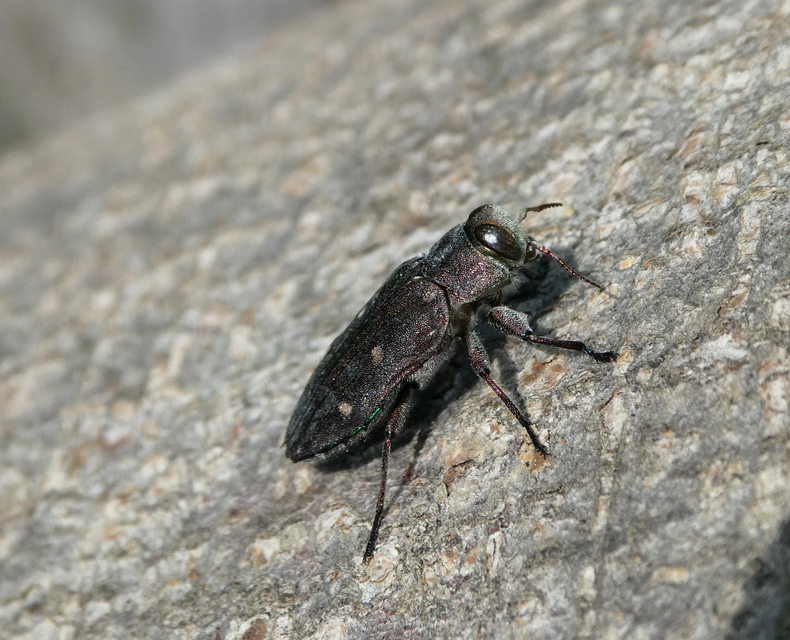 Chrysobothris affinis - aranypettyes díszbogár