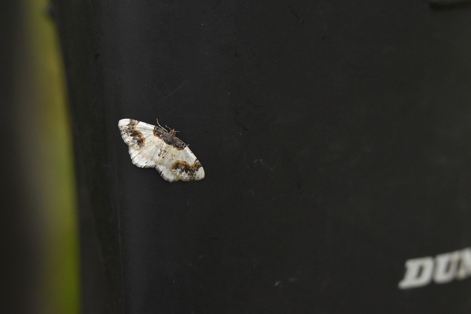 Ligdia adustata - barna levélaraszoló