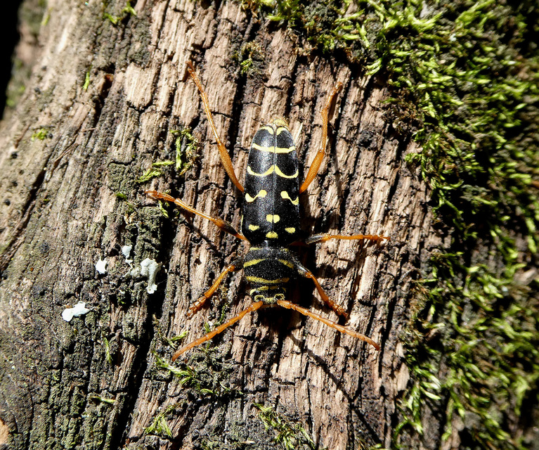 Plagionotus arcuatus - bársonyos darázscincér