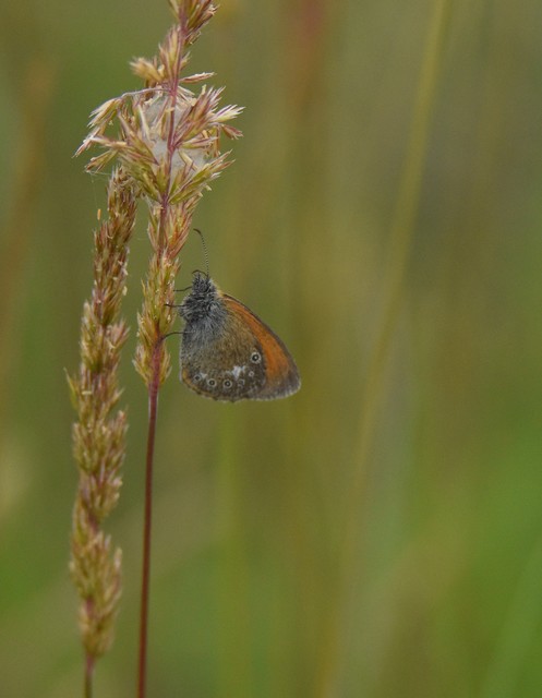 Coenonympha glycerion - közönséges szénalepke