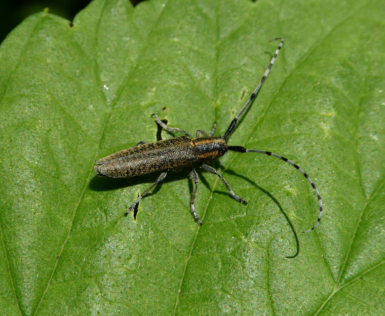 Agapanthia villosoviridescens - fehérgyűrűs bogáncscincér