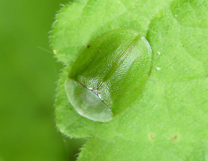Cassida viridis - zöld pajzsbogár Cassida viridis - zöld pajzsbogár