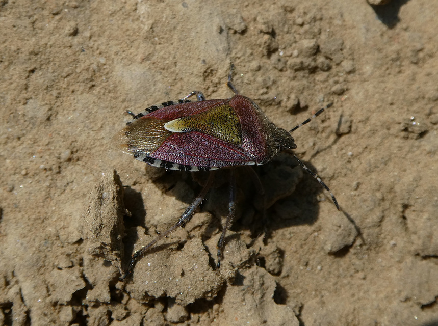 Dolycoris baccarum - közönséges bogyómászó-poloska
