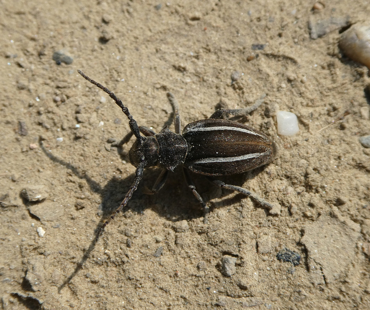 Neodorcadion bilineatum - kétsávos földicincér