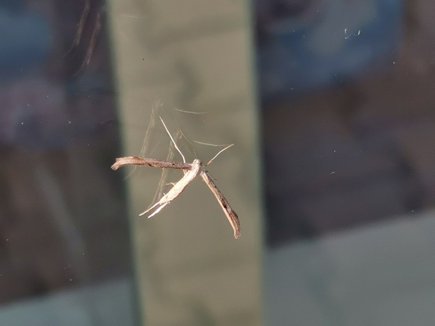 Pterophoridae - tollasmolyfélék
