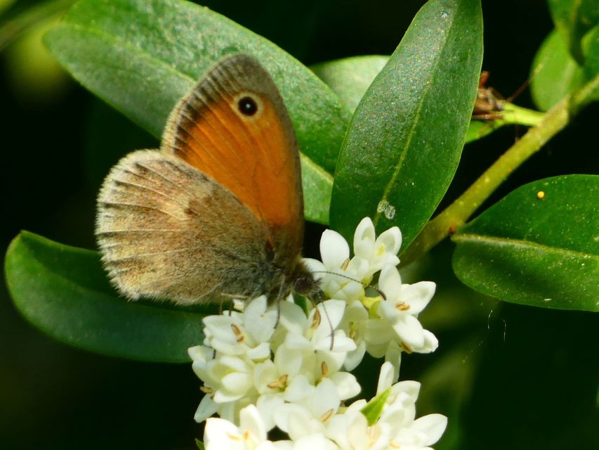 Coenonympha pamphilus - kis szénalepke