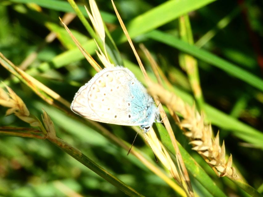 Polyommatus icarus - közönséges boglárka