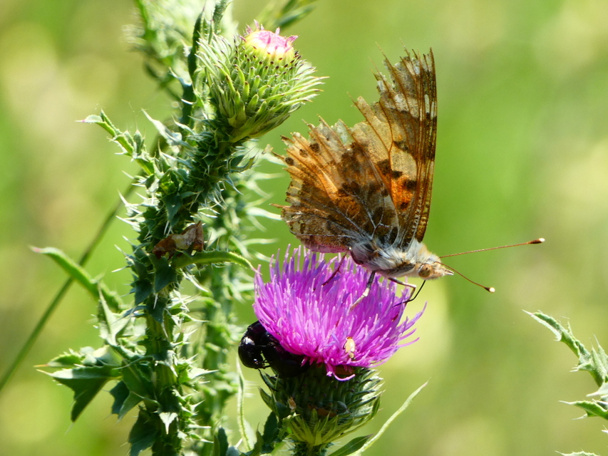 Vanessa cardui - bogáncslepke