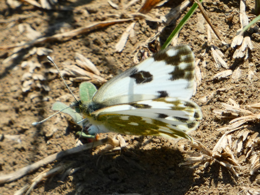 Pontia edusa - rezedalepke