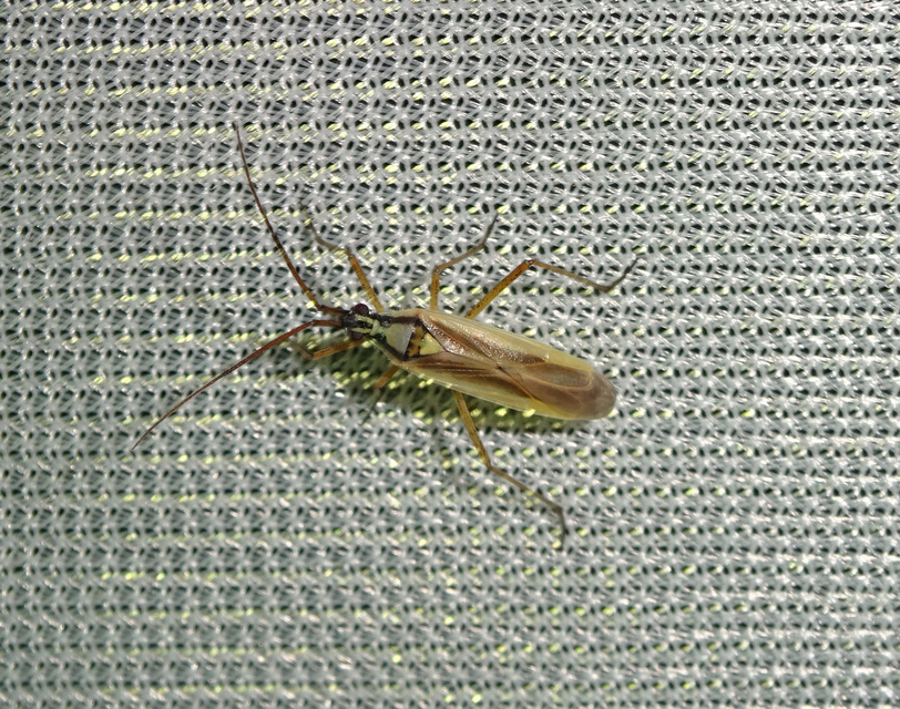 Leptopterna dolabrata - közönséges mezeipoloska