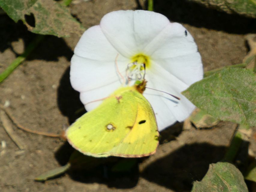 Colias croceus - sáfránylepke