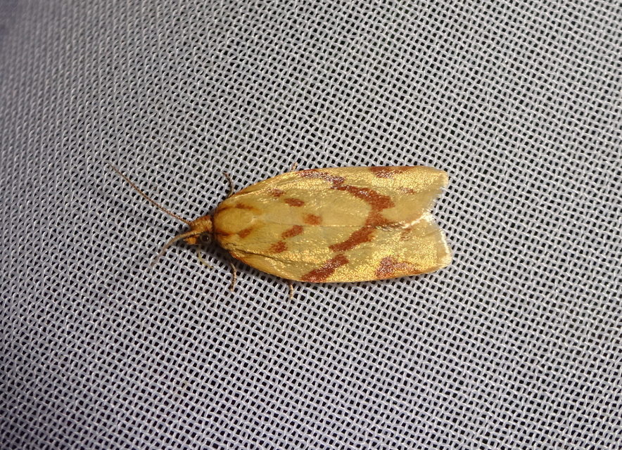 Clepsis pallidana - aranysárga sodrómoly