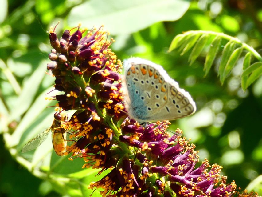 Polyommatus icarus - közönséges boglárka
