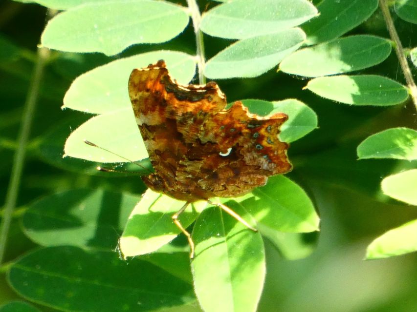 Nymphalis c-album - C-betűs lepke