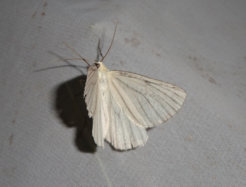Siona lineata - vonalas fehéraraszoló
