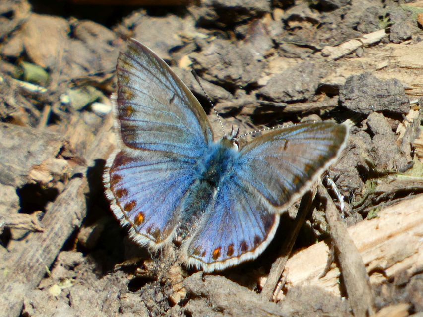 Polyommatus icarus - közönséges boglárka