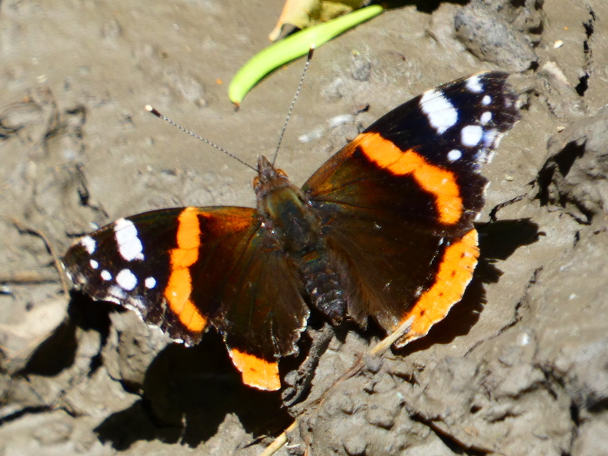 Vanessa atalanta - atalantalepke