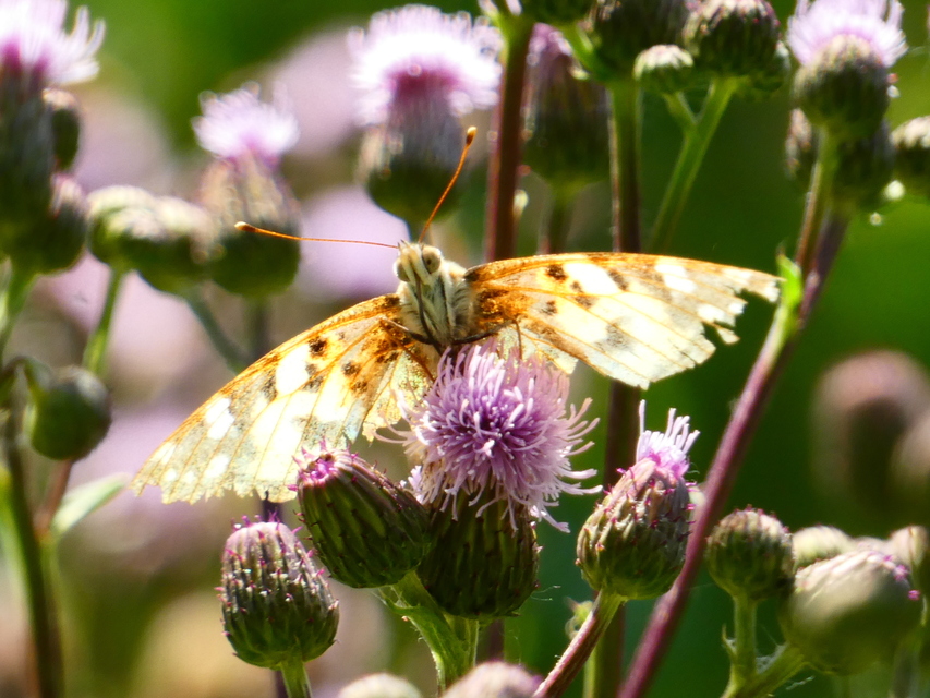 Vanessa cardui - bogáncslepke