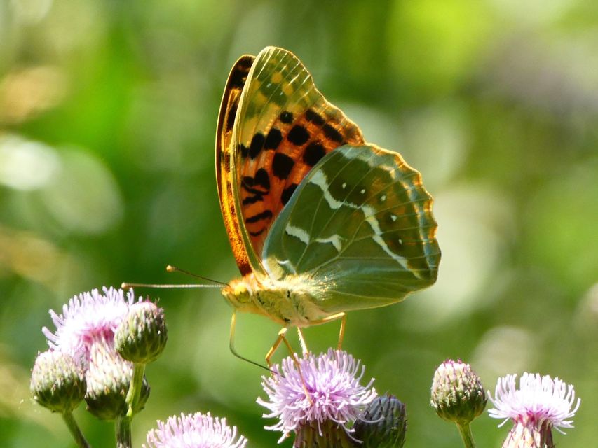 Argynnis pandora - zöldes gyöngyházlepke