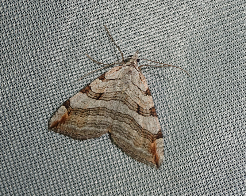 Aplocera efformata/plagiata