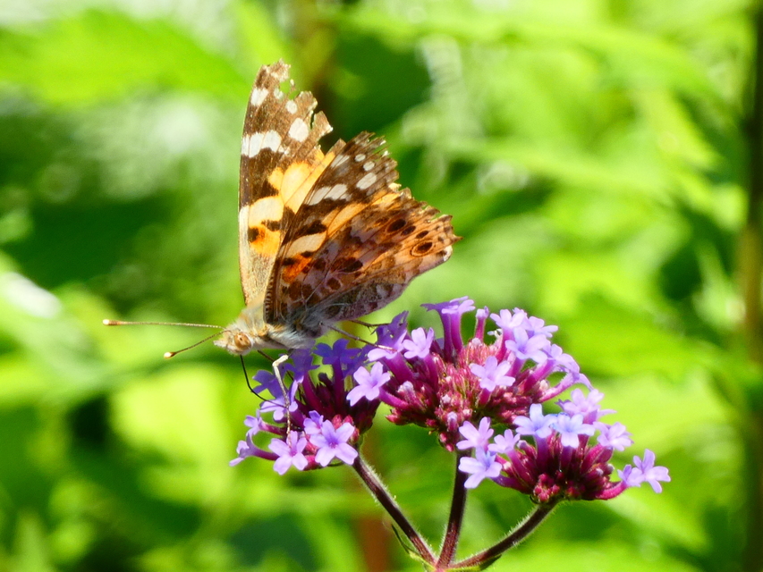 Vanessa cardui - bogáncslepke