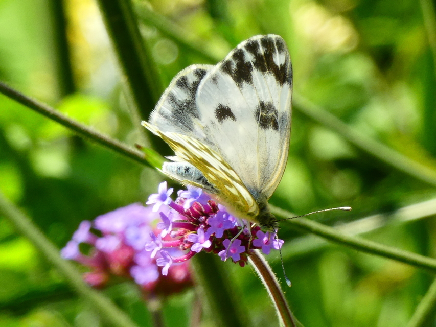 Pontia edusa - rezedalepke