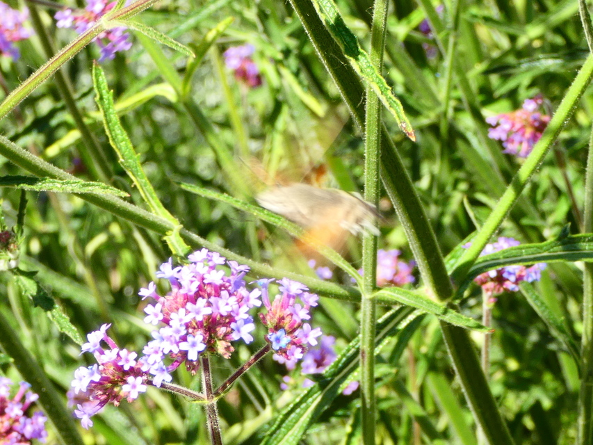 Macroglossum stellatarum - kacsafarkú szender