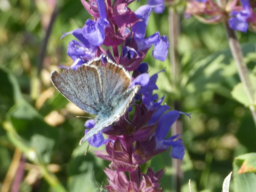 Plebejus argus - ezüstös boglárka