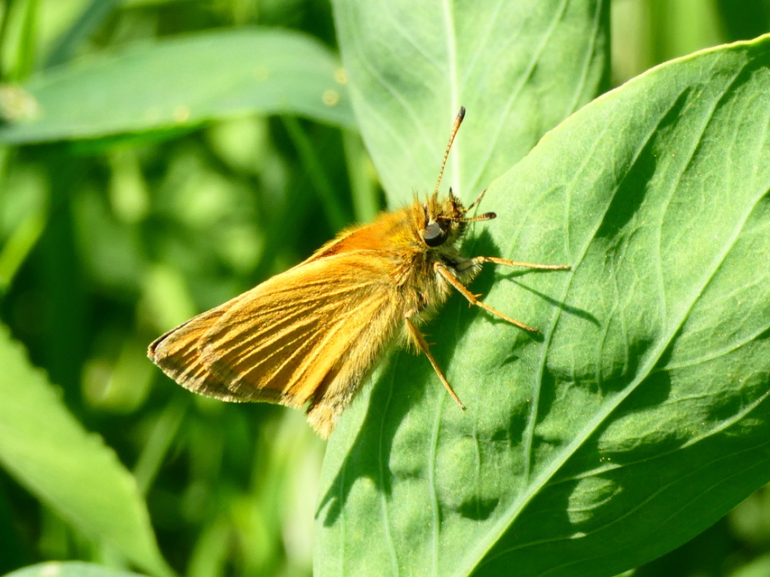 Thymelicus lineola - vonalas busalepke