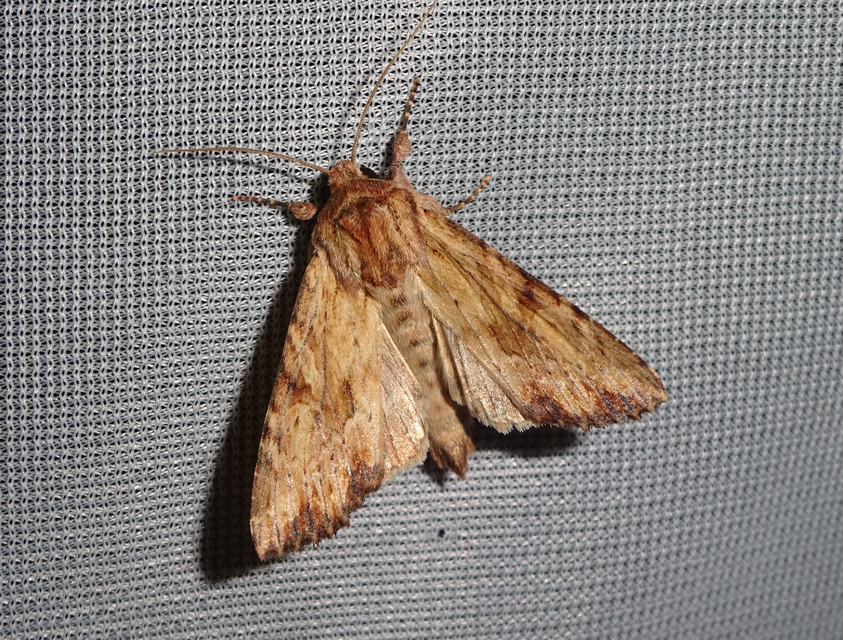 Apamea sublustris - sárgás dudvabagoly
