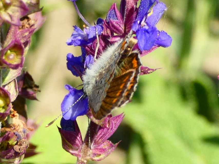 Aricia agestis - szerecsenboglárka