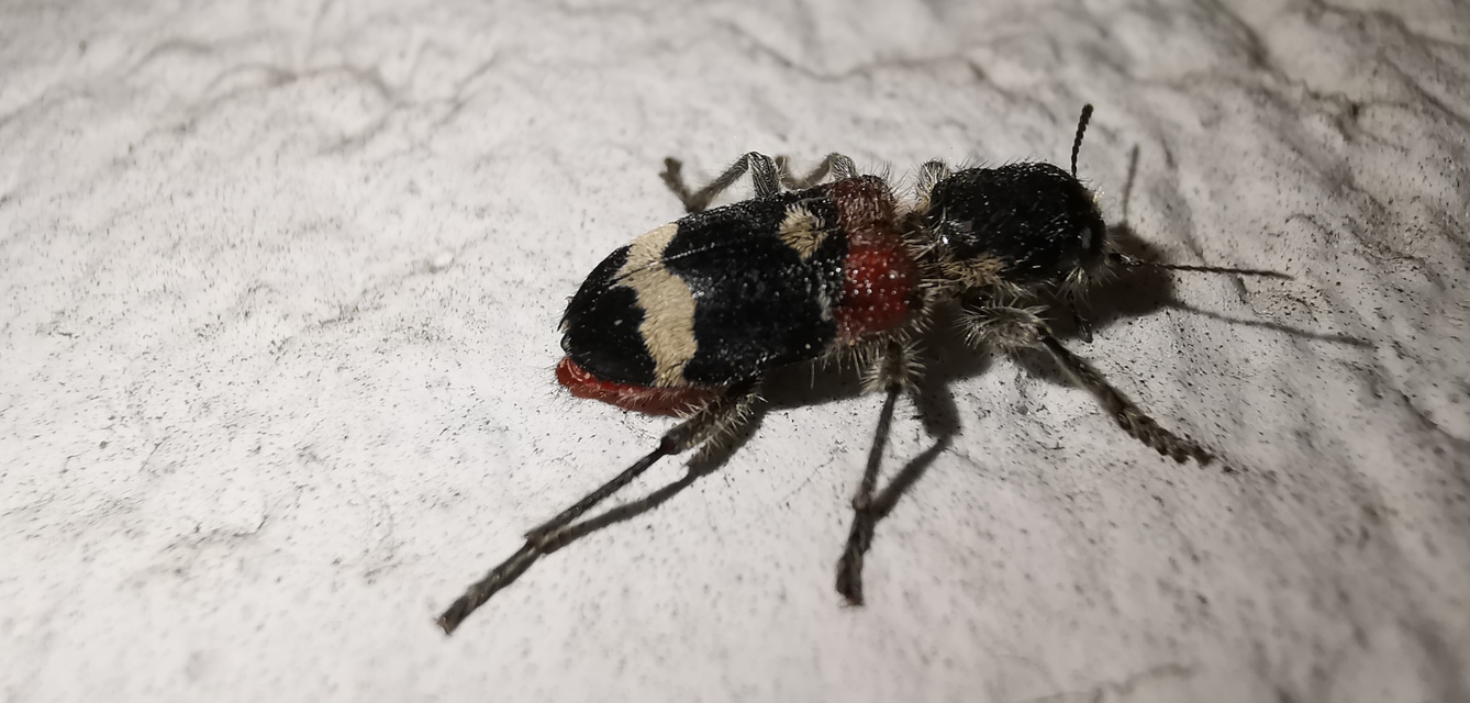 Clerus mutillarius - feketenyakú szúfarkas