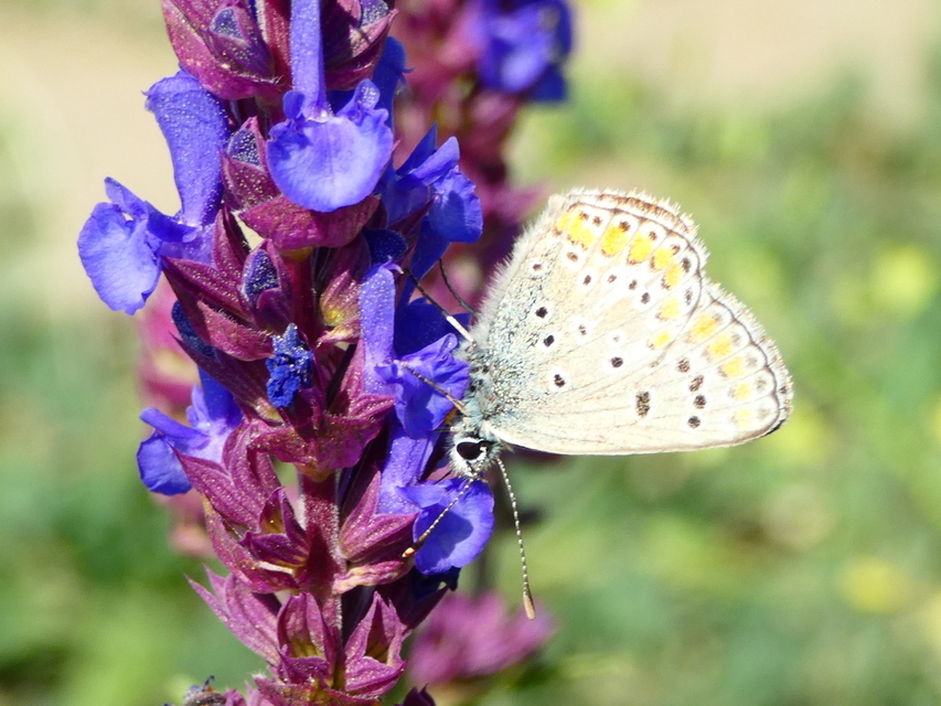 Aricia agestis - szerecsenboglárka