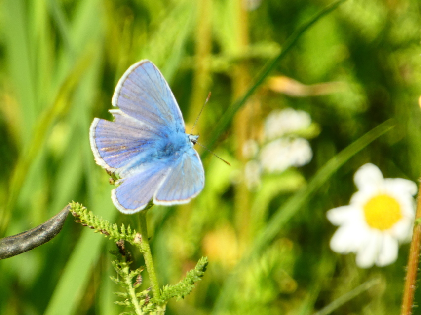 Polyommatus icarus - közönséges boglárka