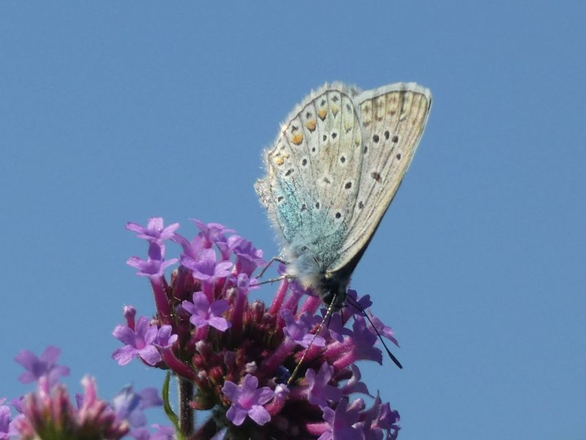Polyommatus icarus - közönséges boglárka