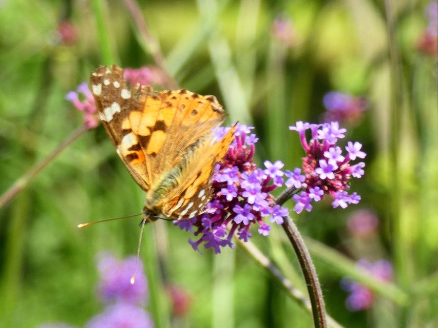 Vanessa cardui - bogáncslepke