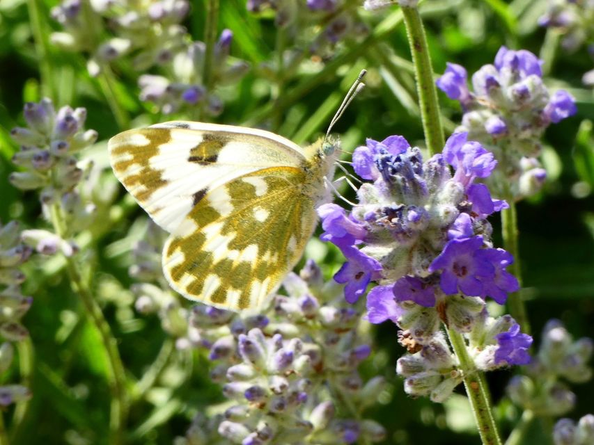 Pontia edusa - rezedalepke