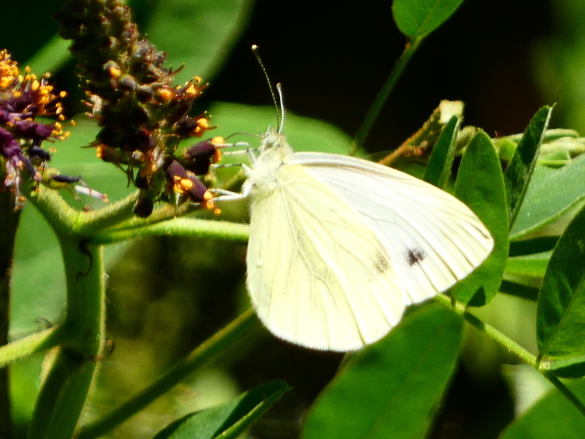 Pieris napi - repcelepke