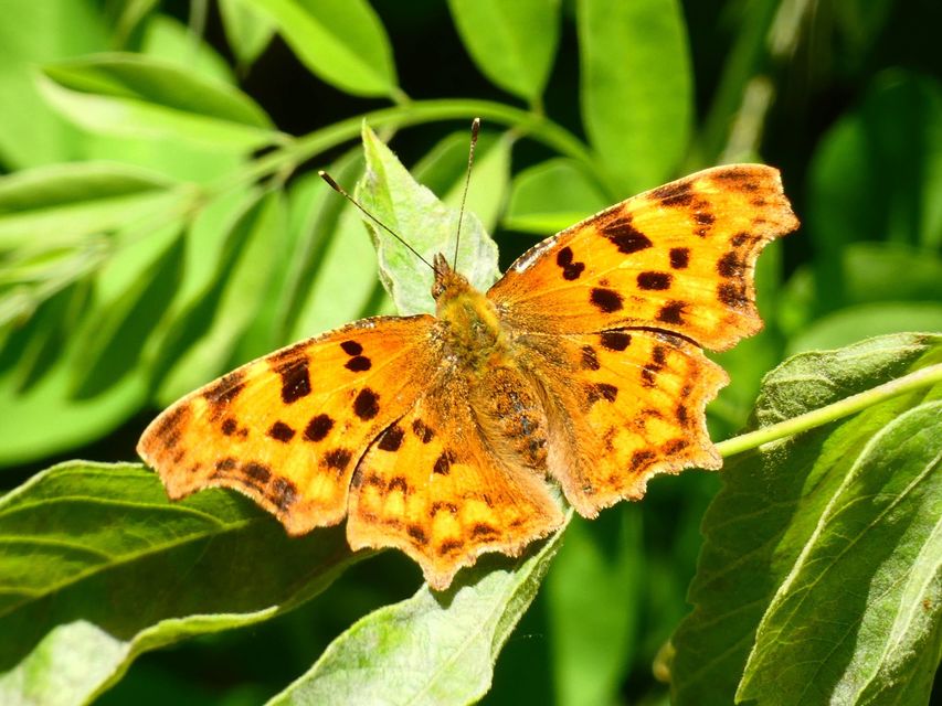 Nymphalis c-album - C-betűs lepke