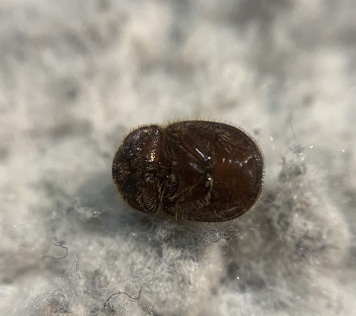 Ochodaeus chrysomeloides - alkonyati homoktúróbogár Ochodaeus chrysomeloides - alkonyati homoktúróbogár