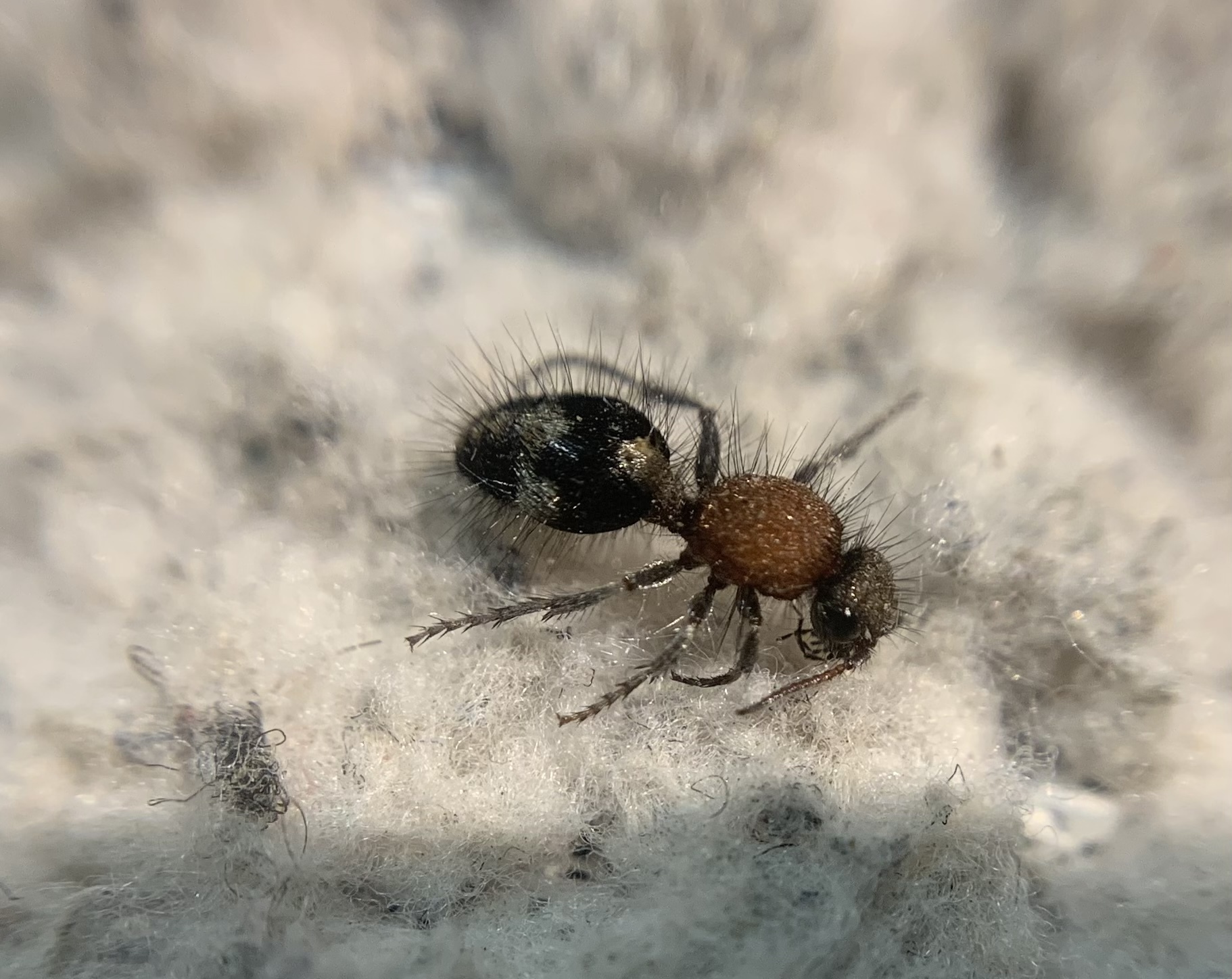 Dasylabris regalis - koronás hangyadarázs