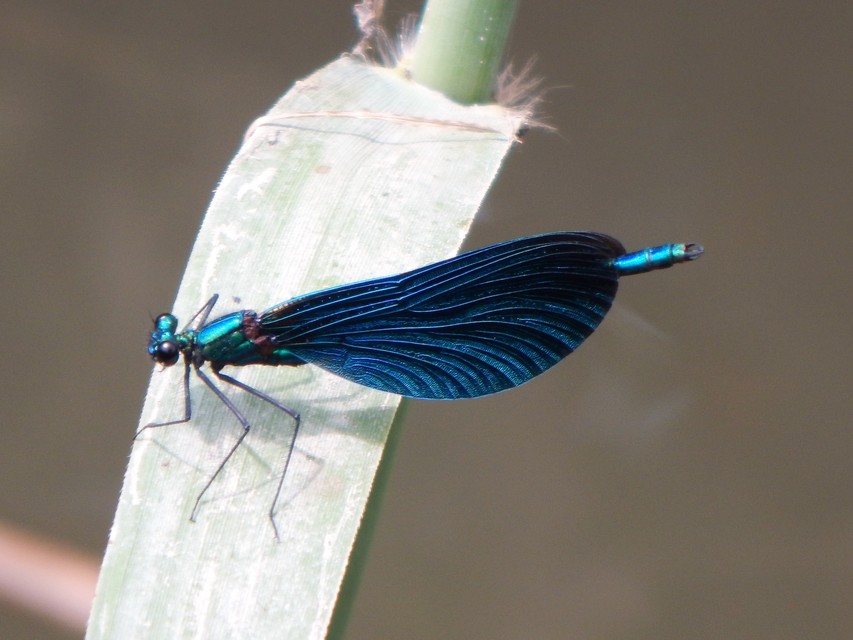 Calopteryx virgo - kisasszony-szitakötő