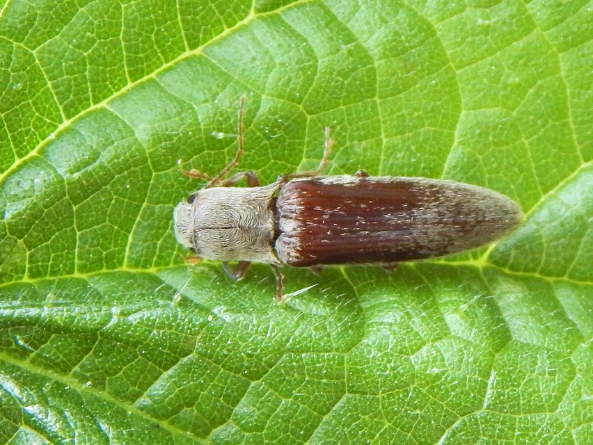 Synaptus filiformis - talpas pattanó