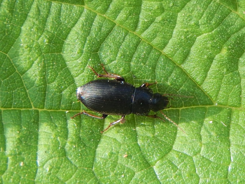 Harpalus signaticornis - szőrös lomhafutó