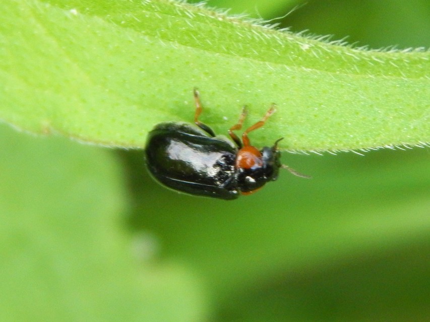 Smaragdina